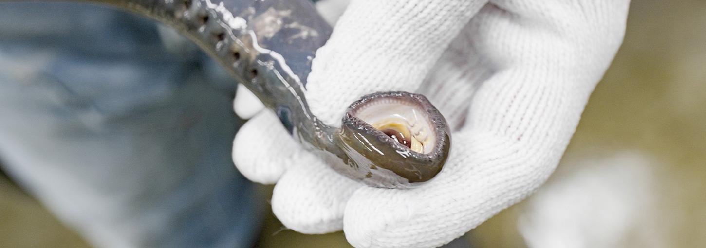 A gloved h和 holding an eel-like lamprey, showing the mouth.